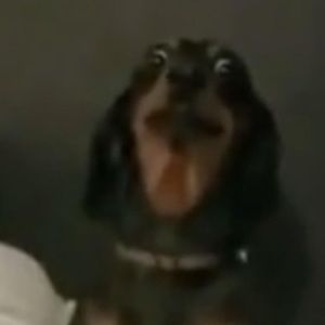 Meet your Posher, Evanie